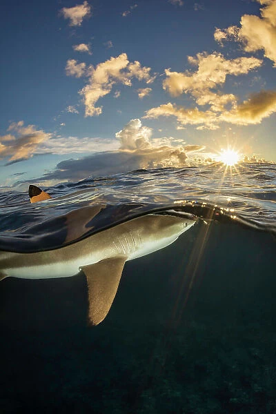 Dorsal fin of Blacktip reef shark (Carcharhinus melanopterus) breaking water surface, at sunset, off island of Yap, Micronesia. Philippines sea, Pacific Ocean