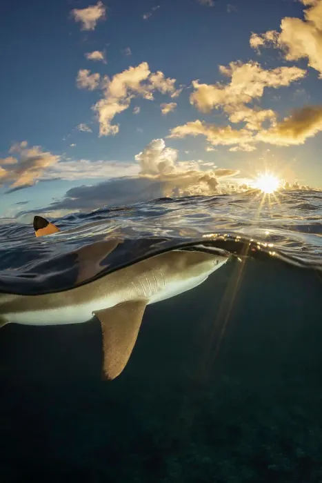Framed Print : Dorsal fin of Blacktip reef shark (Carcharhinus melanopterus) breaking water surface, at sunset, off island of Yap, Micronesia. Philippines sea, Pacific Ocean Framed Print : Dorsal fin of Blacktip reef shark (Carcharhinus melanopterus) breaking water surface, at sunset, off island of Yap, Micronesia. Philippines sea, Pacific Ocean