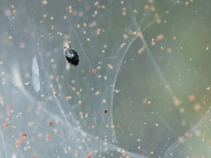 Framed Print : Dot ladybird (Stethorus pusillus) hunting Gorse spider mite (Tetranychus lintearius) prey, walking on the silken tent covering a Gorse bush, Dorset, England, UK. September Framed Print : Dot ladybird (Stethorus pusillus) hunting Gorse spider mite (Tetranychus lintearius) prey, walking on the silken tent covering a Gorse bush, Dorset, England, UK. September