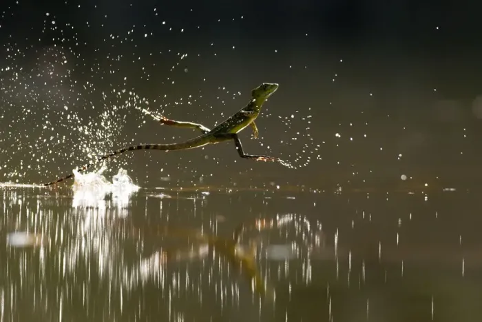 Framed Print : Double-crested basilisk (Basiliscus plumifrons) running across water surface, Santa Rita Framed Print : Double-crested basilisk (Basiliscus plumifrons) running across water surface, Santa Rita