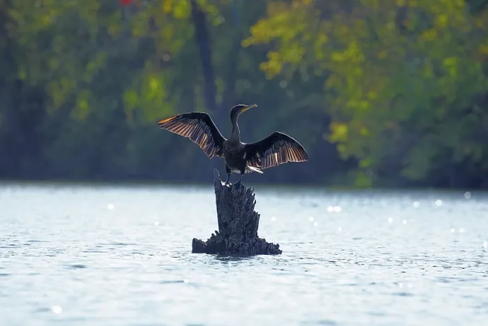 Framed Print : Double-crested cormorant (Nannopterum auritum) perched on wooden stump in lake drying its wings, Maryland, USA. October Framed Print : Double-crested cormorant (Nannopterum auritum) perched on wooden stump in lake drying its wings, Maryland, USA. October