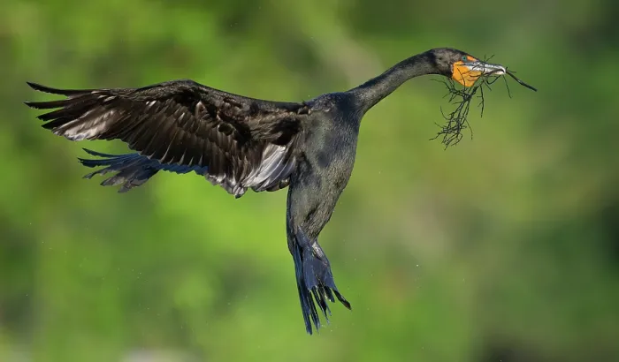 Framed Print : Double-crested cormorant (Nannopterum auritum) taking flight with nesting material in beak, Audubon Venice Rookery, Florida, USA. March Framed Print : Double-crested cormorant (Nannopterum auritum) taking flight with nesting material in beak, Audubon Venice Rookery, Florida, USA. March