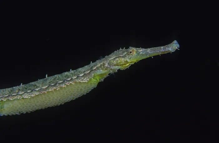 Framed Print : Double-ended pipefish (Syngnathoides biaculeatus) male, carrying a clutch of eggs a female has laid in a brood pouch on his abdomen, Bunaken Marine National Park, North Sulawesi Framed Print : Double-ended pipefish (Syngnathoides biaculeatus) male, carrying a clutch of eggs a female has laid in a brood pouch on his abdomen, Bunaken Marine National Park, North Sulawesi