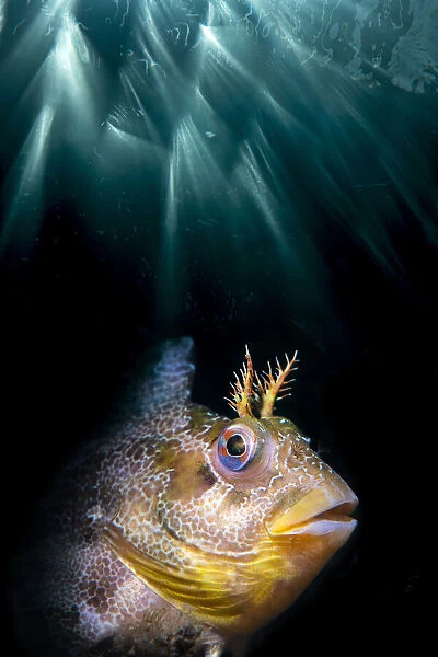 Double exposure of a Tompot blenny (Parablennius gattorugine) with underwater sun beams