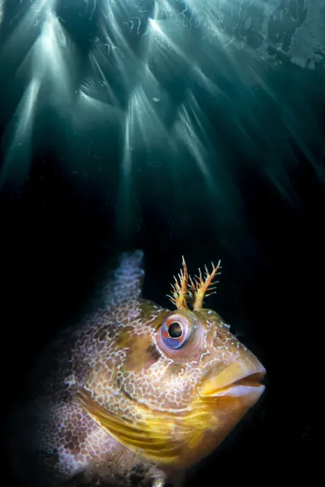 Framed Print : Double exposure of a Tompot blenny (Parablennius gattorugine) with underwater sun beams Framed Print : Double exposure of a Tompot blenny (Parablennius gattorugine) with underwater sun beams