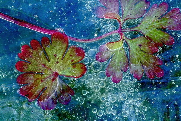 Dove s-foot crane s-bill leaf (Geranium molle) and algae in ice with air bubbles