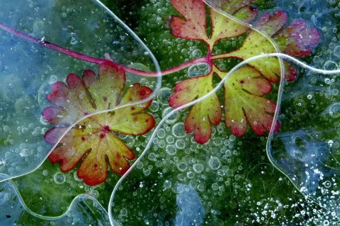 Framed Print : Dove s-foot crane s-bill leaf (Geranium molle) and algae in ice with air bubbles Framed Print : Dove s-foot crane s-bill leaf (Geranium molle) and algae in ice with air bubbles