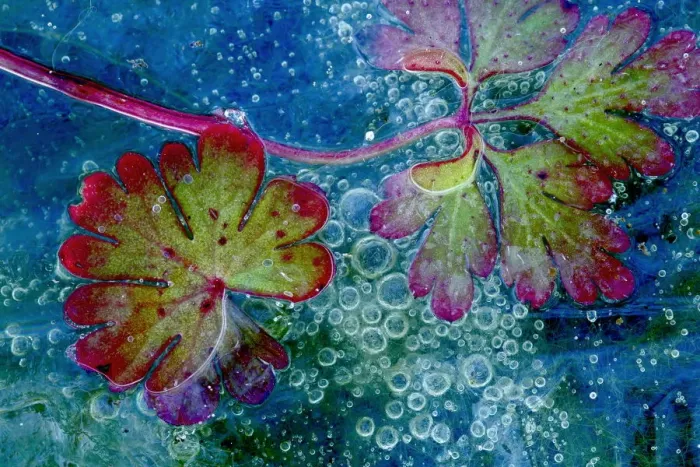 Framed Print : Dove s-foot crane s-bill leaf (Geranium molle) and algae in ice with air bubbles Framed Print : Dove s-foot crane s-bill leaf (Geranium molle) and algae in ice with air bubbles
