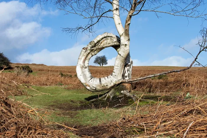 Framed Print : Downy birch (Betula pubescens) tree with a naturally occurring twisted trunk forming a complete circle lined up with two Hawthorns (Crataegus monogyna), Garway Hill Framed Print : Downy birch (Betula pubescens) tree with a naturally occurring twisted trunk forming a complete circle lined up with two Hawthorns (Crataegus monogyna), Garway Hill