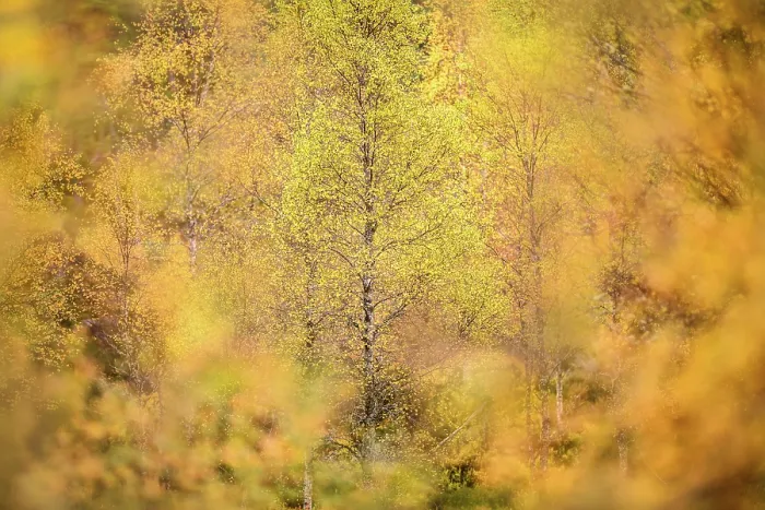 Framed Print : Downy birch (Betula pubescens) changing to autumn colours. Caledonian pine forest, Glen Affric, Scottish Highlands. Scotland. October Framed Print : Downy birch (Betula pubescens) changing to autumn colours. Caledonian pine forest, Glen Affric, Scottish Highlands. Scotland. October
