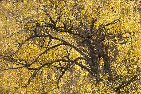 Downy Birch (Betula pubescens) showing autumn colours. Glen Strathfarrar