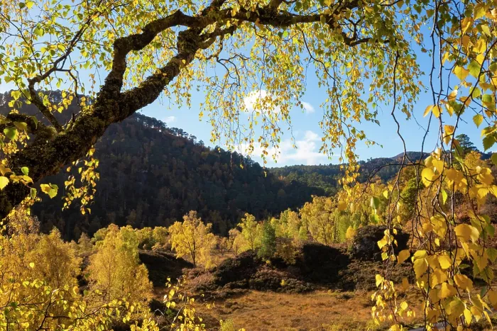 Framed Print : Downy Birch (Betula pubescens) showing autumn colours. Glen Strathfarrar, Scottish Highlands. Scotland. October Framed Print : Downy Birch (Betula pubescens) showing autumn colours. Glen Strathfarrar, Scottish Highlands. Scotland. October