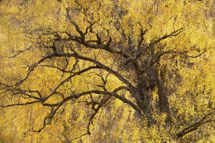 Framed Print : Downy Birch (Betula pubescens) showing autumn colours. Glen Strathfarrar, Scottish Highlands. Scotland. October Framed Print : Downy Birch (Betula pubescens) showing autumn colours. Glen Strathfarrar, Scottish Highlands. Scotland. October