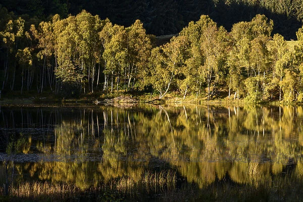 Downy birch (Betula pubescens) and Silver birch (Betula pendula) and reflections