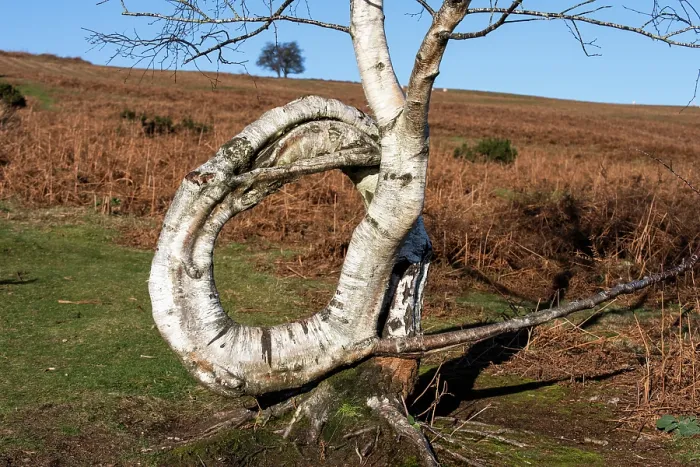 Framed Print : Downy birch (Betula pubescens) tree, with a naturally occurring twisted trunk forming a complete circle, Garway Hill, Herefordshire, England, UK. January, 2024. Focus stacked Framed Print : Downy birch (Betula pubescens) tree, with a naturally occurring twisted trunk forming a complete circle, Garway Hill, Herefordshire, England, UK. January, 2024. Focus stacked