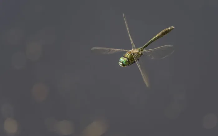 Framed Print : Downy emerald dragonfly (Cordulia aenea) in flight, Joutsa, Finland, July Framed Print : Downy emerald dragonfly (Cordulia aenea) in flight, Joutsa, Finland, July