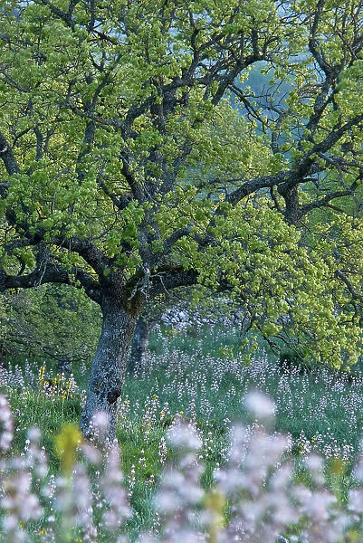 Downy oak (Quercus pubescens) surrounded by wild flowers, Monte Sacro, Gargano National Park