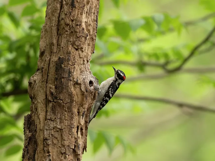 Framed Print : Downy woodpecker (Dryobates pubescens) male, perched on tree trunk in garden, Hoot Hollow, Pennsylvania, USA. May Framed Print : Downy woodpecker (Dryobates pubescens) male, perched on tree trunk in garden, Hoot Hollow, Pennsylvania, USA. May