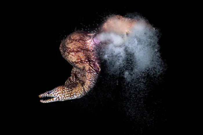 Framed Print : Dragon moray eel (Enchelycore pardalis) female releasing eggs. Male had already spawned and returned to the safety of coral, Kagoshima Prefecture, Japan, Pacific Ocean Framed Print : Dragon moray eel (Enchelycore pardalis) female releasing eggs. Male had already spawned and returned to the safety of coral, Kagoshima Prefecture, Japan, Pacific Ocean