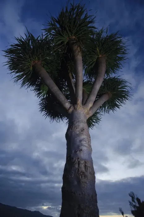 Framed Print : Dragon tree (Dracaena draco) dusk, La Palma, Canary Islands, Spain, March 2009