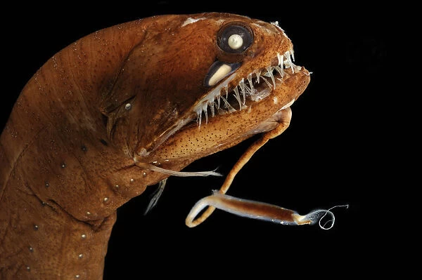 Dragonfish (Melanostomias melanops) - deep sea specimen from 2000m depth, nr Cape Verde Islands