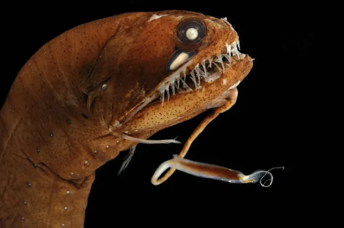 Framed Print : Dragonfish (Melanostomias melanops) - deep sea specimen from 2000m depth, nr Cape Verde Islands Framed Print : Dragonfish (Melanostomias melanops) - deep sea specimen from 2000m depth, nr Cape Verde Islands