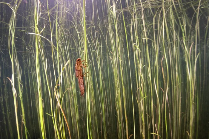 Framed Print : Dragonfly (Odonata) nymph resting on plant stem underwater, Lake di Starlaresc da Sgiof, upper Verzasca Valley, Ticino, Switzerland. July Framed Print : Dragonfly (Odonata) nymph resting on plant stem underwater, Lake di Starlaresc da Sgiof, upper Verzasca Valley, Ticino, Switzerland. July
