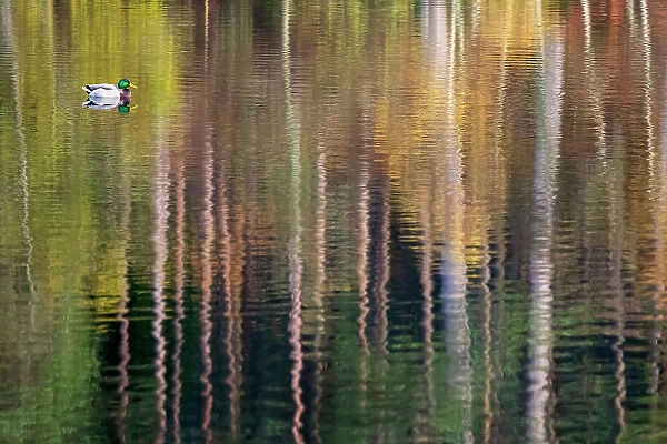 Drake Mallard duck (Anas platyrhynchos) swimming through colourful reflections of trees at Glencoe Lochan. Scotland, UK. November
