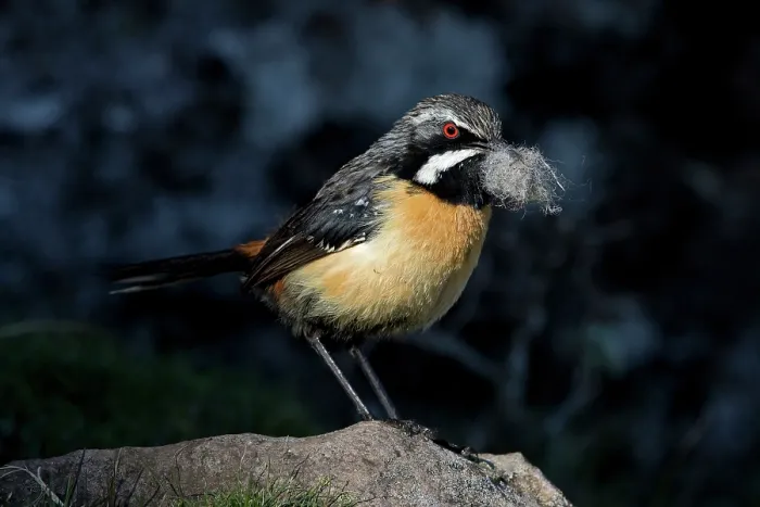 Framed Print : Drakensberg rockjumper (Chaetops aurantius) male, perched on rock with nesting material in beak, Sani Pass, Lesotho Framed Print : Drakensberg rockjumper (Chaetops aurantius) male, perched on rock with nesting material in beak, Sani Pass, Lesotho