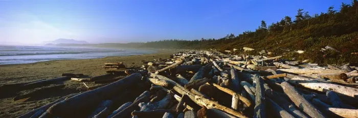 Framed Print : Driftwood on a beach with the coastline stretching to the horizon. Wickaninnish Beach Framed Print : Driftwood on a beach with the coastline stretching to the horizon. Wickaninnish Beach