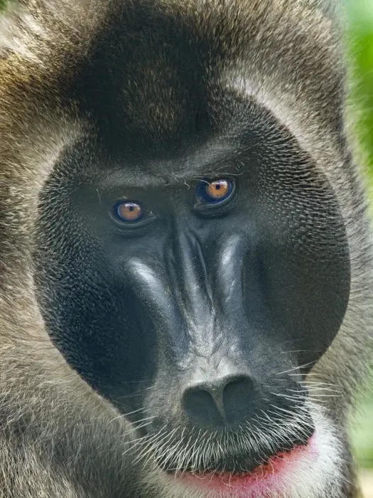 Framed Print : Drill (Mandrillus leucophaeus) male portrait, captive