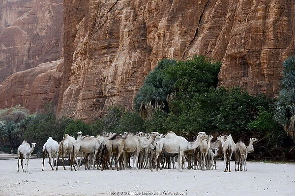 Dromedary camel (Camelus dromedarius) herd in a gorge with water on the Ennedi plateau