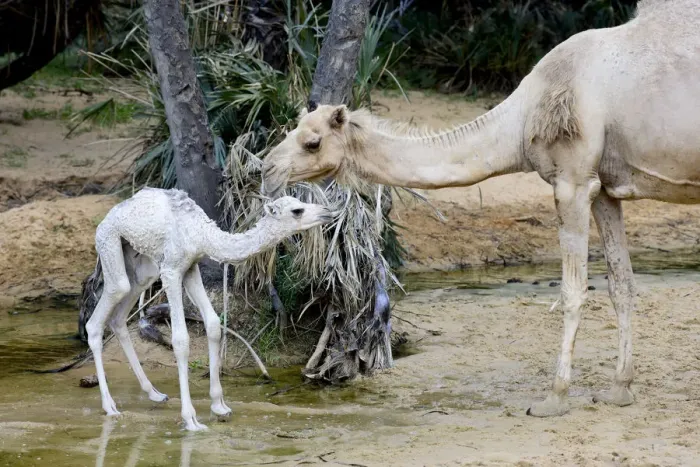 Framed Print : Dromedary camel (Camelus dromedarius) and calf at water Framed Print : Dromedary camel (Camelus dromedarius) and calf at water