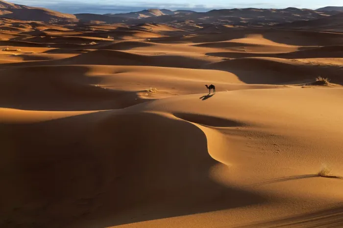 Framed Print : Dromedary Camel (Camelus dromedarius) on Erg Chebbi Dunes. Sahara Desert, Morocco