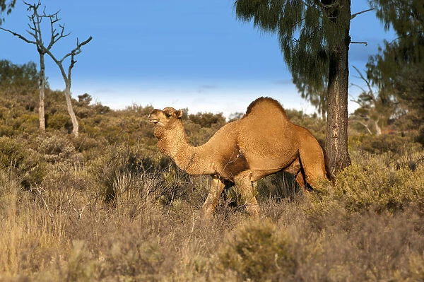Dromedary camel (Camelus dromedarius) wild male, Uluru-Kata Tjuta National Park, Northern Territory