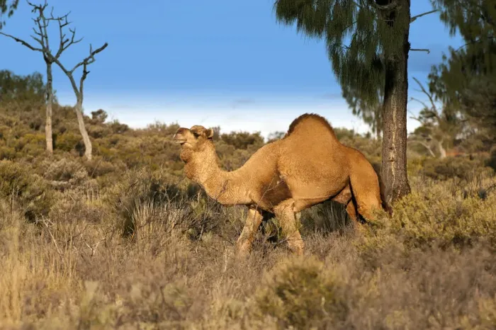 Framed Print : Dromedary camel (Camelus dromedarius) wild male, Uluru-Kata Tjuta National Park, Northern Territory