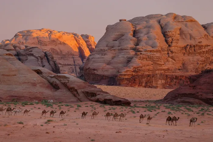 Framed Print : Dromedary (Camelus dromedarius) herd walking in a line through desert at sunset, Wilderness Zone, Wadi Rum Protected Area, Jordan. September Framed Print : Dromedary (Camelus dromedarius) herd walking in a line through desert at sunset, Wilderness Zone, Wadi Rum Protected Area, Jordan. September