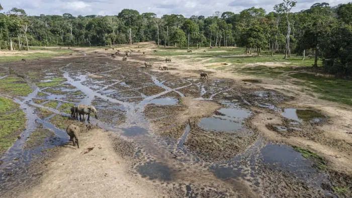 Framed Print : Drone aerial view of group of African forest elephants (Loxodonta cyclotis) searching for mineral salts in Dzanga-Sangha National Park, Central African Republic Framed Print : Drone aerial view of group of African forest elephants (Loxodonta cyclotis) searching for mineral salts in Dzanga-Sangha National Park, Central African Republic