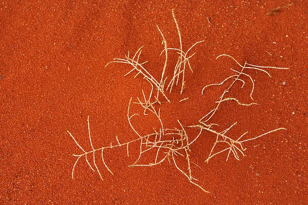 Dry plant in the red sand of Khazali mountains, Wadi Rum Protected Area, Jordan
