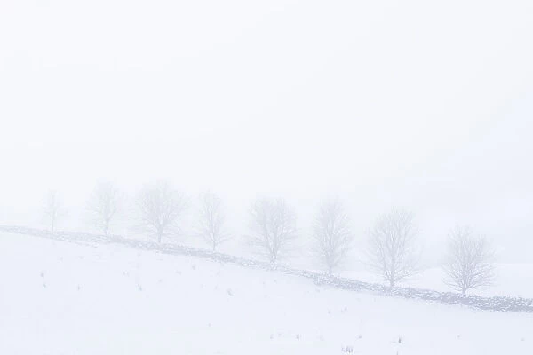 Dry stone wall and trees on misty snowy day, Northumberland National Park in winter, UK