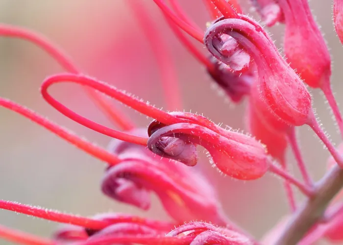 Framed Print : Dryander's grevillea (Grevillea dryandri) in flower, Adelaide River Hills, Northern Territory, Australia Framed Print : Dryander's grevillea (Grevillea dryandri) in flower, Adelaide River Hills, Northern Territory, Australia
