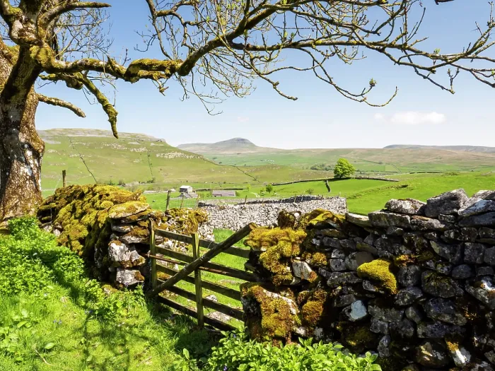 Framed Print : Drystone wall and wooden gate with view looking towards Penyghent from the hill above Feizor, Yorkshire Dales, UK. May, 2023 Framed Print : Drystone wall and wooden gate with view looking towards Penyghent from the hill above Feizor, Yorkshire Dales, UK. May, 2023