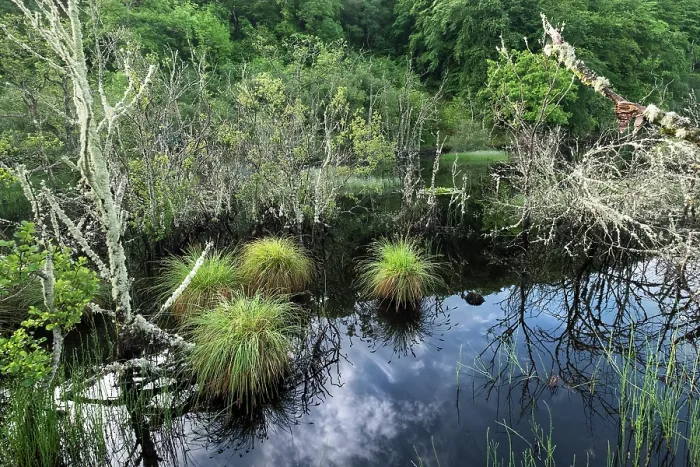 Framed Print : Dubh lake - site of a Beaver release trial, Knapdale, Argyll and Bute, Scotland, UK. June, 2017 Framed Print : Dubh lake - site of a Beaver release trial, Knapdale, Argyll and Bute, Scotland, UK. June, 2017