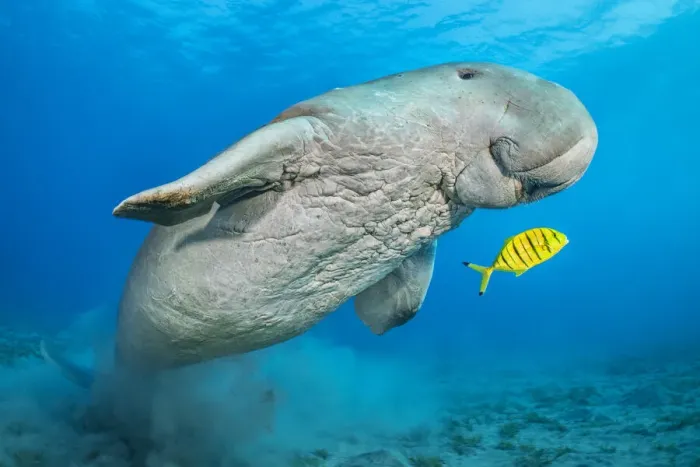 Framed Print : Dugong (Dugong dugon) male and juvenile Golden trevally (Gnathanodon speciosus