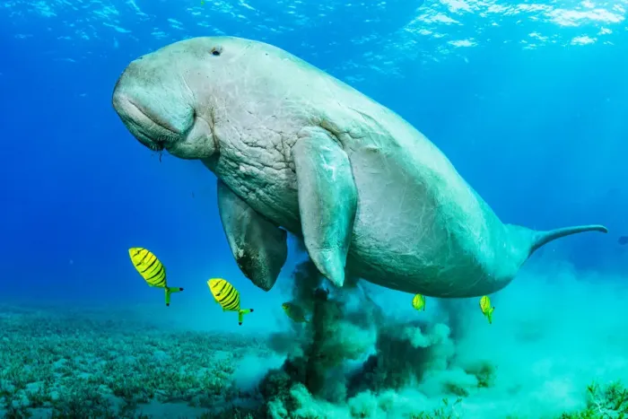 Framed Print : Dugong (Dugong dugon) male and juvenile Golden trevally (Gnathanodon speciosus Framed Print : Dugong (Dugong dugon) male and juvenile Golden trevally (Gnathanodon speciosus