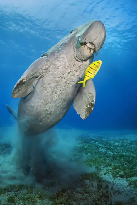 Framed Print : Dugong (Dugong dugon) male, swims over seagrass meadow (Halophila stipulacea