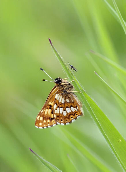 Duke of Burgundy butterfly (Hamearis lucina), Wiltshire, UK, June