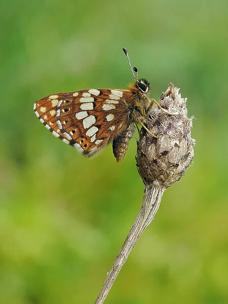 Duke of Burgundy butterfly (Hamearis lucina) crawling up to top of flower bud to bask in sun. Bedfordshire, England, UK. May. Focus Stacked