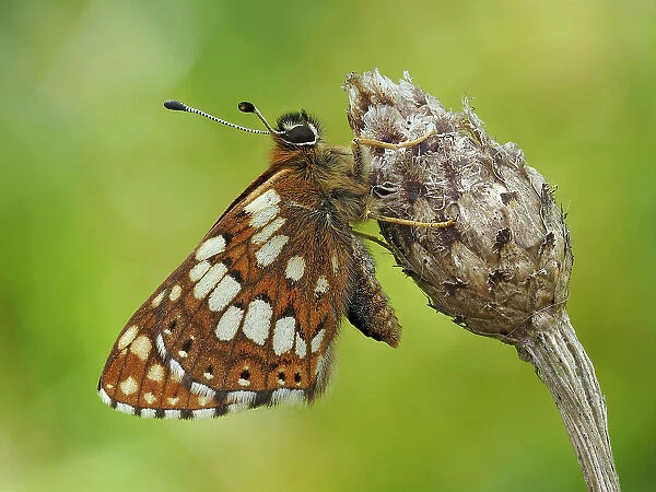 Duke of Burgundy butterfly (Hamearis lucina) roosting on flower bud. Bedfordshire, England, UK. May. Focus Stacked