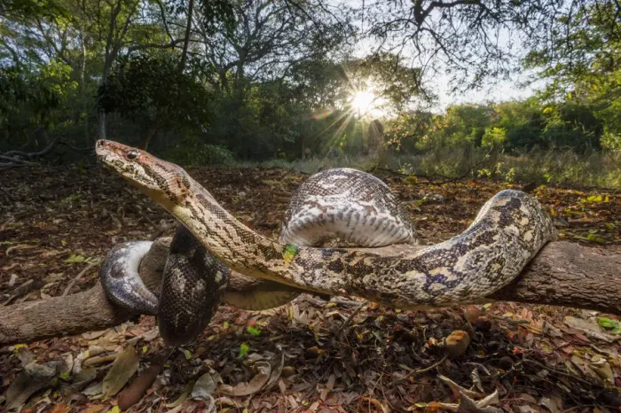 Framed Print : Dumerils Boa (Acrantophis dumerili) basking in late afternoon sunshine on forest floor Framed Print : Dumerils Boa (Acrantophis dumerili) basking in late afternoon sunshine on forest floor